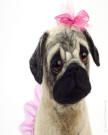 Olivia the pug needle felted  Olga Timofeevski, close up