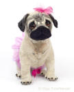 Finely felted 3D sculpture of pug puppy