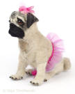 Pug with a tutu and bow, felted  Olga Timofeevskii