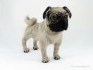 Needle felted pug, facing front right