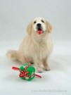 Sculpture of Golden Retriever with Christmas present, felted